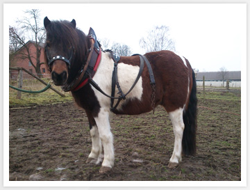 Kutschfahren mit Ponies